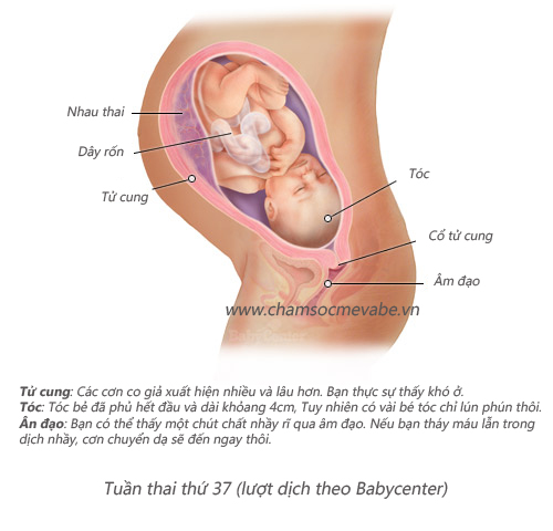 Mang-thai-tuan-thu-37-100