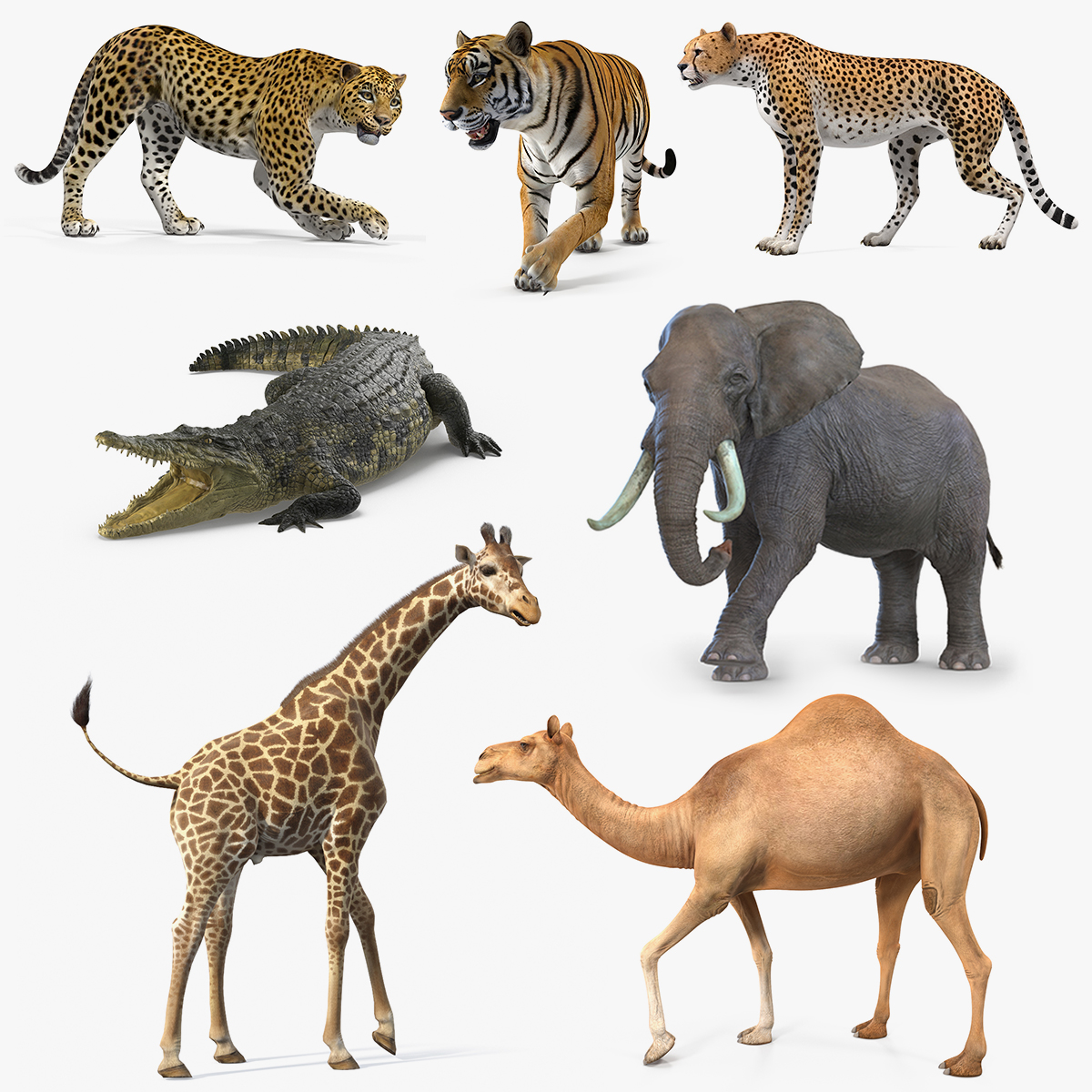 Hướng dẫn cách xem hình 3D động vật bằng tính năng Google 3D ...