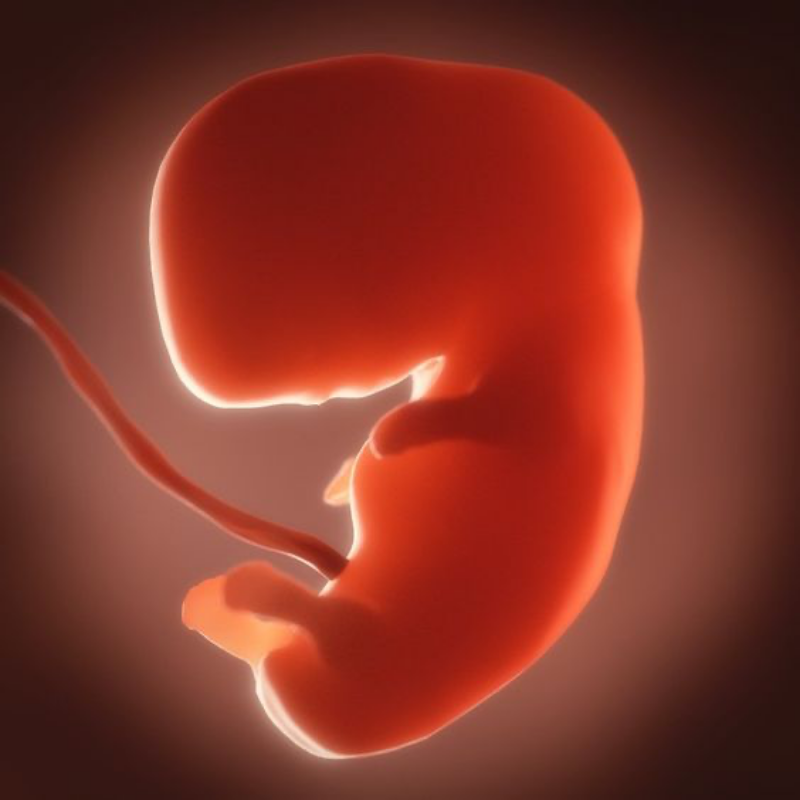 Phôi thai trở thành bào thai chính thức là ở tuần thai thứ 09
